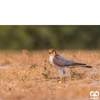 گونه شاهین سرحنایی Red-necked Falcon